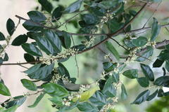 Elaeagnus latifolia